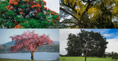 Árvores que Crescem Rápido e Dão Sombra