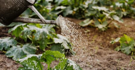 Regar na medida certa: como saber se a planta precisa de água?
