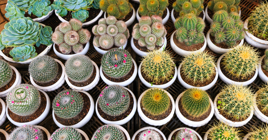 Coleção de Suculentas e cactos