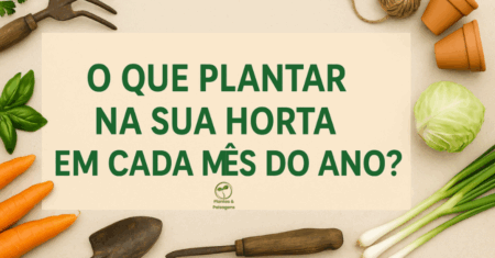 🌱 O que plantar na sua horta em cada mês do ano?