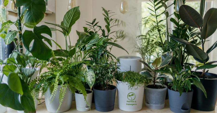 Diversos vasos com plantas na sala de estar