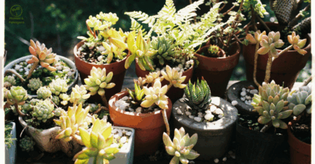 🌱 Jardim de Suculentas e Cactos: Passo a Passo de como criar