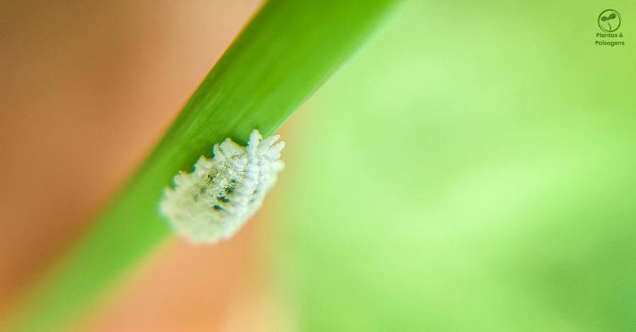 cochonilha nas plantas